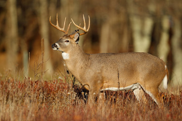 White-tailed Deer