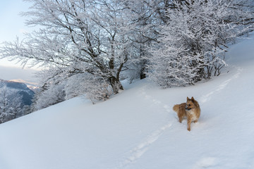 Fozen trees and dog in snowy winter
