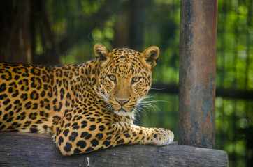 Fototapeta na wymiar Leopard resting on cage