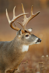 White-tailed Deer