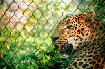 Jaguar close up