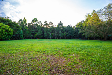 Landscape green meadow with tree in park