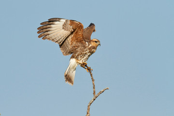 Snail Kite