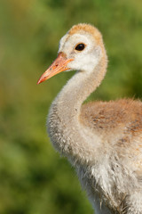 Fototapeta premium Sandhill Crane Chick