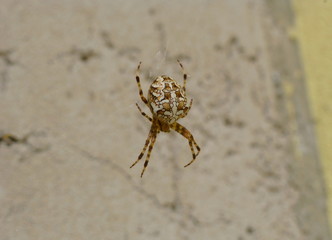 European garden spider next to the wall