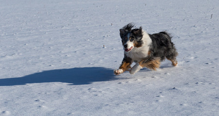 Hund Australian Shepherd bei Sonnenschein im Schnee