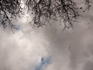 flock of geese in gray overcast autumn sky migrating flying overhead