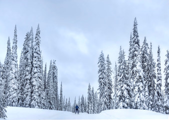 Nordic ski near Kelowna at Big White Ski Resort on a snowy day. Cross Country skiing near Kelowna. British Coloumbia. Canada.