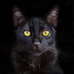 Closeup portrait of cute black cat with yellow eyes, domestic pet.