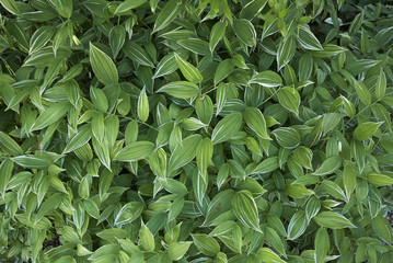 Polygonatum odoratum var. pluriflorum 'Variegatum.