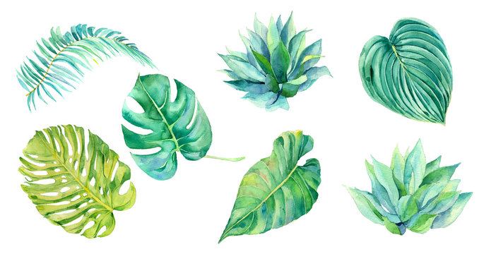 Set f watercolor tropical leaves