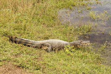 pantanal, brazil