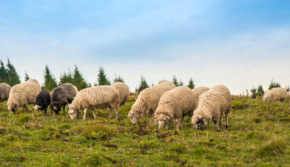 Picture of landscape with herd of sheep and goats graze on green pasture in the mountains. Young white and brown sheep graze on the farm.