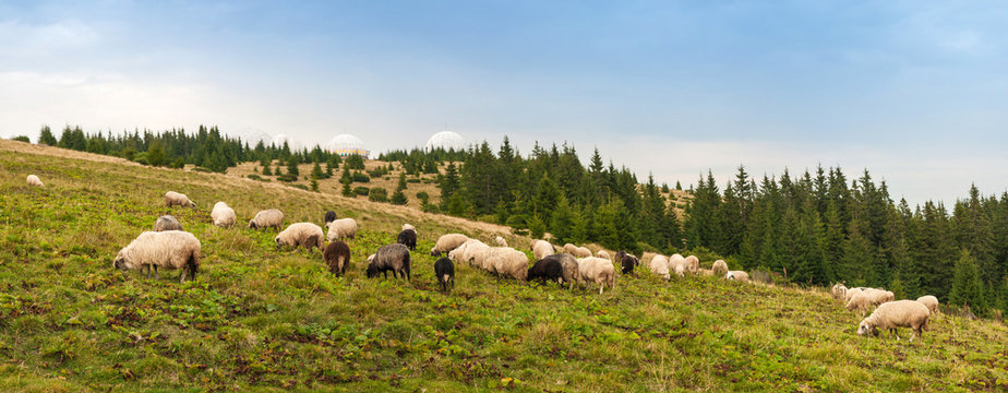 Panorama of landscape with herd of sheep graze on green pasture in the mountains. Young white and brown sheep graze on the farm.