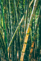 Green bamboo forest creating a natural pattern