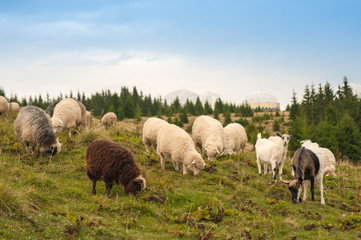 Picture of landscape with herd of sheep and goats graze on green pasture in the mountains. Young white and brown sheep graze on the farm.