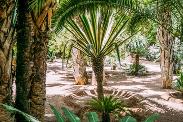 Palm grove garden with smaller palm trees