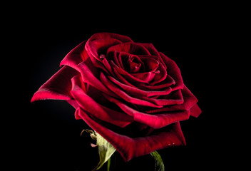 red rose with red splashes on black background