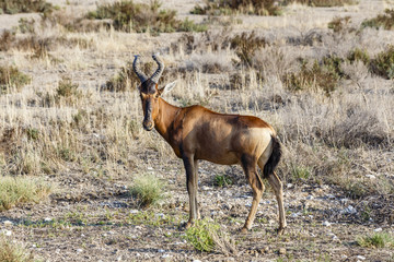 Kuhantilope, red hartebeest, Etosha National Park, Namibia