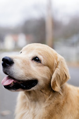 golden retriever dog