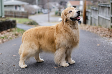 golden retriever dog