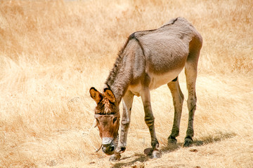 Skiny donkey under the sun at the fields a hot day
