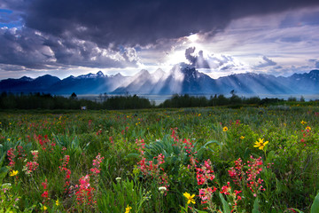 Flowers and Tetons