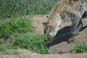 Hyena