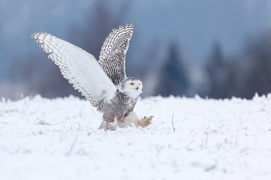 Schneeeule