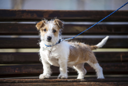 Kromfohrlander dog puppie posing on park bench. Cute dog portrait
