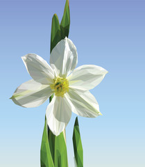 Narcissus.
Flower of a daffodil, polygonal vector image
