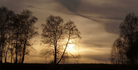 Birches at sunset