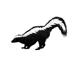Cute Skunk in flat style isolated on white background. Vector illustration. Forest animal. Cartoon skunk.