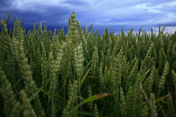 Field of green wheats