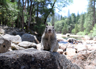 Squirrel in Yosemite national park, California