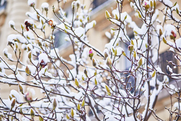 Snow covering branches of magnolia tree with flower buds