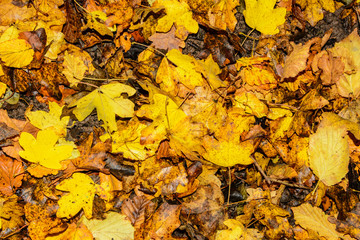 Herbstlaub 