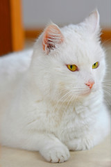 white cat