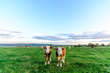 Fototapeta na wymiar zwei Kühe von vorne auf einer grünen Wiese