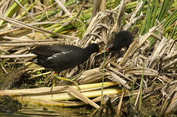 Gallinule poule d'eau, jeune et adulte, Gallinula chloropus, Common Moorhen