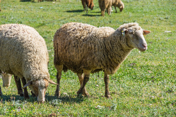 Obraz na płótnie Canvas Sheeps in a field