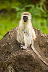 Vervet monkey sitting on a rock in the savannah of Amboseli Park in Kenya