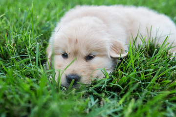 golden retriever puppies