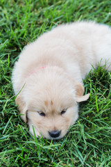 golden retriever puppies