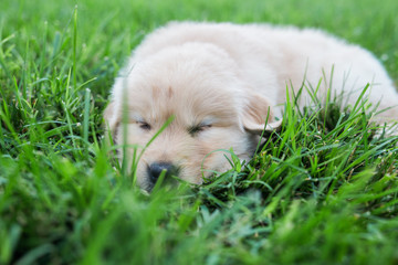 golden retriever puppies