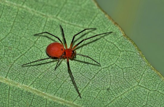 A Black-Tailed Red Sheetweaver spider (Florinda coccinea) on an oak leaf. They weave a dry sheet of web with tangling threads above, then pounce upon prey caught in the net from above.