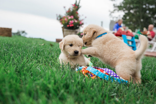 golden retriever puppies