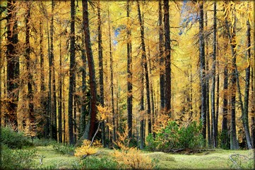 bosco di larici, parco Adamello Brenta in Trentino