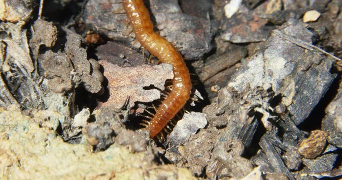 Centipede with Many Legs Orange and Black Ant Macro Close Up, 4K