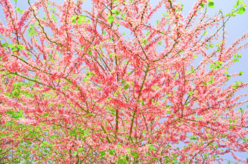 Obraz na płótnie Canvas flowers spring background sky leaves pink red green